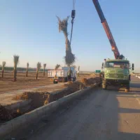 تهیه کنید نخل خرما ۶ماه نگهداری