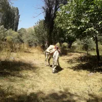 اسب ماده (مادیان)