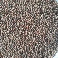 عدسی (نژی)|خوردنی و آشامیدنی|سرپل ذهاب, |دیوار