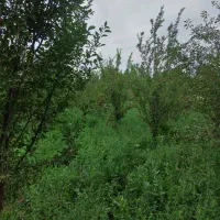 باغ|فروش خانه و ویلا|فیرورق, |دیوار