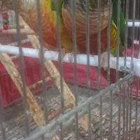 گیرنجیک عروس هلندی