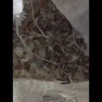 کود.زور.کفتر