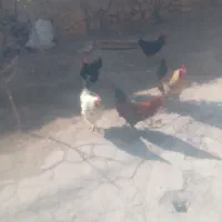 5تا خروس جوان به فروش میرسد.در مراغه هستن