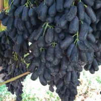 نهال انگور موندراپ بیدانه|خدمات باغبانی و درختکاری|تاکستان, |دیوار