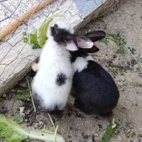 خرگوش نر ماده