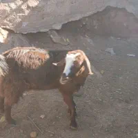 نر بز پاکستانی اصل وماده بز|حیوانات مزرعه|آبعلی, |دیوار