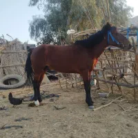 اسب نریون کورسی