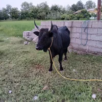 ورزاکوله . گاو نر