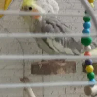 عروس هلندی|پرنده|قم, چهار مردان|دیوار