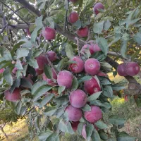 خریدار میوه باغ شما روی درخت