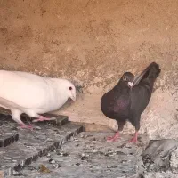 کبوتر سفید و کلاغ