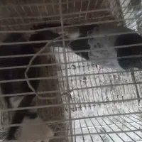 کفتر تهرونی وسیاه پشت|پرنده|خمینیشهر, |دیوار