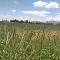 جو آبی قاطی گیاه