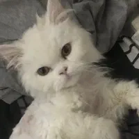 جفت گیری پرشین