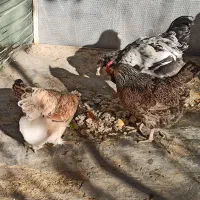 مرغ تخم گذار|حیوانات مزرعه|مشهد, ویلاشهر|دیوار