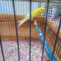 باسلام یک عدد قناری ماده طلایی آماده کار|پرنده|قم, قلعه کامکار|دیوار