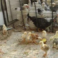 تعداد 16عددجوجه برهما یجاموجوده