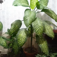 گل دیفن|گل و گیاه طبیعی|شهرکرد, |دیوار