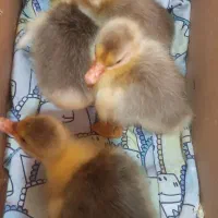 جوجه غاز ۳روزه|حیوانات مزرعه|قائم‌شهر, |دیوار