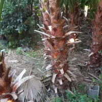 فروش پالم واشنگتن تنه از ۱متر تا ۳ متر