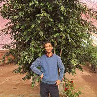 احیای گیاه آپارتمانی زرد شدن ریزش برگ پوسیدگی ریشه