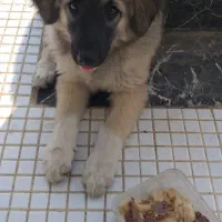 واگذاری فوری توله سگ به شخص حیوان دوست