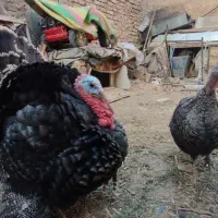 بوقلمون،خروس محلی،مرغ و خروس سلطان|حیوانات مزرعه|شیراز, شهرک قمشه|دیوار