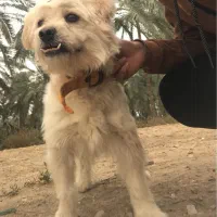 بوجی جونوری نر