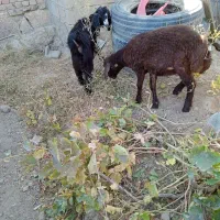 یک بره ماده ویک بزغاله ماده|حیوانات مزرعه|میاندوآب, |دیوار