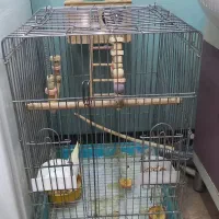 عروس هلندی نر ماده با قفس و لونه چوبی همه چی کامل