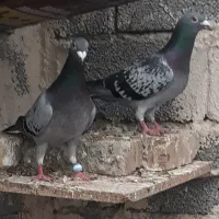 یک جفت مسافتی