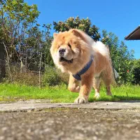 سگ چاو چاو نر