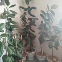 فروش گیاهان اپارتمانی|گل و گیاه طبیعی|شهرکرد, |دیوار