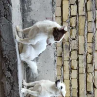 سگ پامر واشپیتز خانگی|سگ|شهر بابک, |دیوار