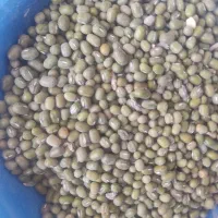 فروش ماش دونه درشت کیلو ۱۶۰