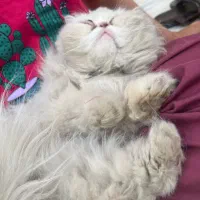 گربه پرشین|گربه|یزد, |دیوار