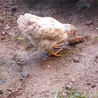 جوجه گلپایگانی|حیوانات مزرعه|چابکسر, |دیوار