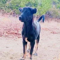 ماده قره سرابی