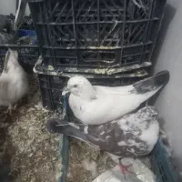 کبوتر|پرنده|مهدی شهر, |دیوار