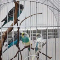 مرغ عشق مولد