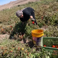 رب خانگی|خوردنی و آشامیدنی|تهران, نعمت‌آباد|دیوار