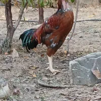 خروس لاری|حیوانات مزرعه|بومهن, |دیوار