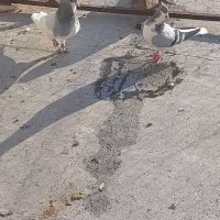 نروماده سوسوز