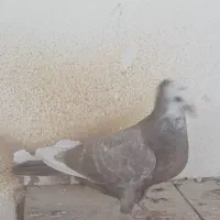 کبوتر دمبی.دم سیاه.دم.قهوه ای|پرنده|فولادشهر, فولادشهر|دیوار