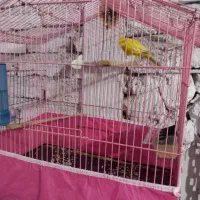 قناری نر یکسر بخون