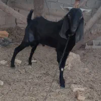 کهره پازن امیدیه