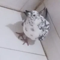 چند عدد کبوتر با ارزش و خوب