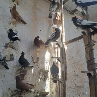 سلام تعداد۲۴ نر زدخوردی دونه ای یک ملیون شصد