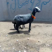 دوقولو شالی