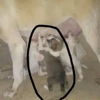۴ توله سگ  ۲ .۳ ماهه